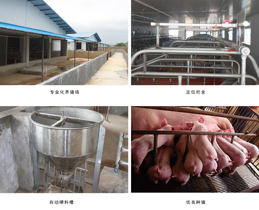 广西草莓短视频农牧集团