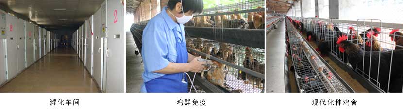 广西草莓短视频农牧集团