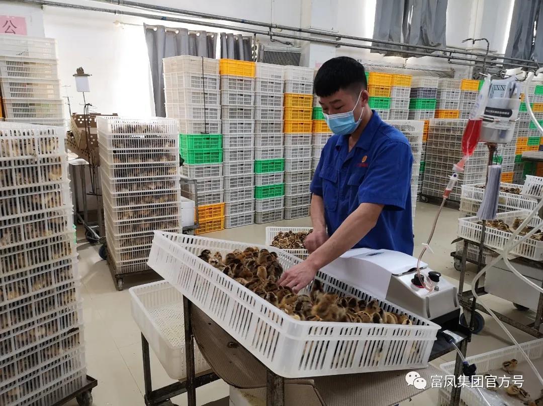 广西草莓短视频农牧集团有限公司